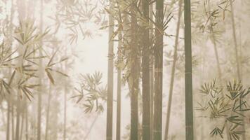 A misty bamboo grove in a serene forest photo