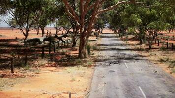 Eucalyptus forest plantation and empty highway in Brazil photo