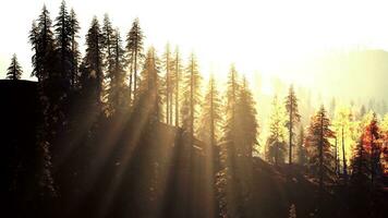 Stunning evergreen forest in the hills at dusk photo