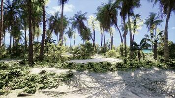 parque de playa sur de miami con palmeras foto