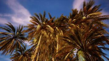 Palm trees and blue sky at tropical coast photo