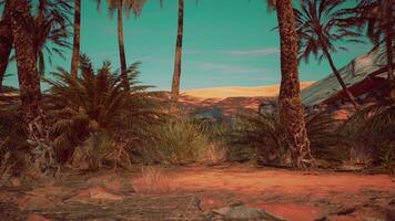 A scenic dirt road bordered by lush palm trees and majestic mountains photo