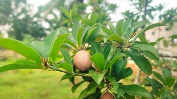 Close up of sapodilla fruit on a tree surrounded by several leaves photo