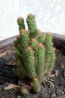 a closeup shot of green cactus photo