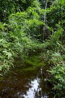 close up beautiful tropical forest in Thailand photo