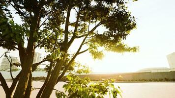 big tree foliage in morning light with sunlight photo