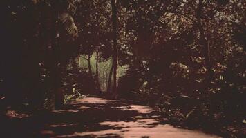 brightness of the jungle is highlighted by a winding wooden path photo