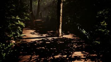 brumoso tropical bosque camino devanado mediante el arboles foto