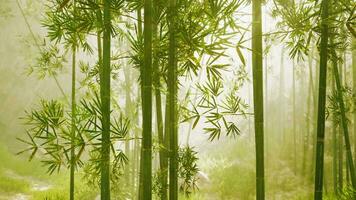 A serene bamboo grove enveloped in ethereal fog photo