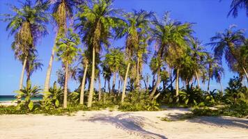 A tropical paradise with palm trees and a pristine beach photo