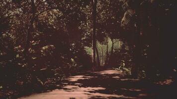sun-soaked jungle is traversed by an aged wooden pathway photo