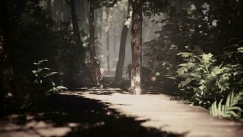 jungle's sunny brightness illuminates a twisting wooden walkway photo