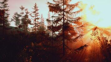 Sunlight streaming through the trees in a beautiful forest photo