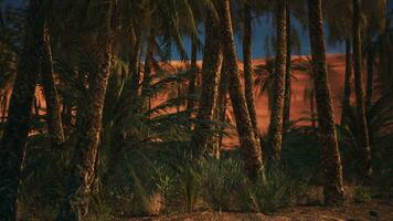 A stunning landscape with palm trees and a vibrant red sand dune photo