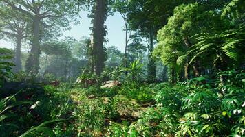 morning fog in dense tropical rainforest photo