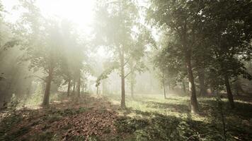 rayos de luz de sol en un brumoso bosque en otoño crear un mágico estado animico foto
