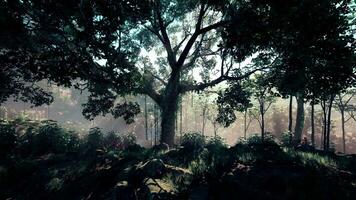 inside a rainforest covered in bright green moss photo