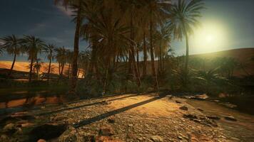 A digitally-rendered desert landscape with palm trees photo