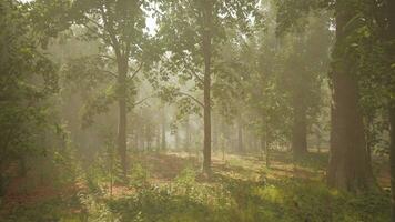 Rays of sunlight in a misty forest in autumn create a magical mood photo