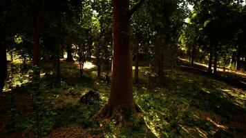 Sunlight streaming through a dense forest photo