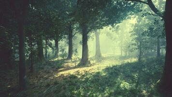 Panoramic view of the majestic evergreen forest in a morning fog photo