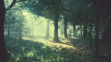 Rays of sunlight in a misty forest in autumn create a magical mood photo