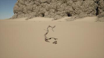 A tree branch sticking out of the sand photo