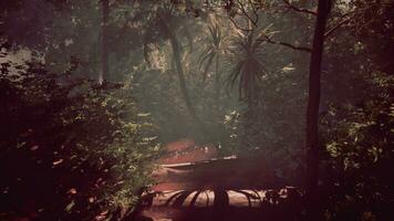 Trekking through the hazy wilderness of the tropical forest photo