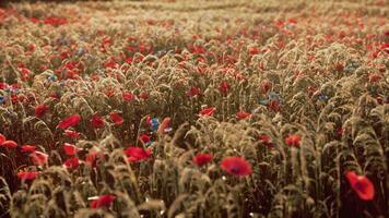 jardín de flores silvestres con amapolas con luz solar matutina foto