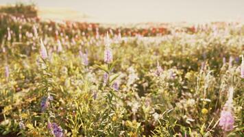 un vistoso campo de vibrante flores en lleno floración foto