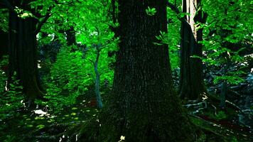 un denso bosque con vibrante verde arboles foto