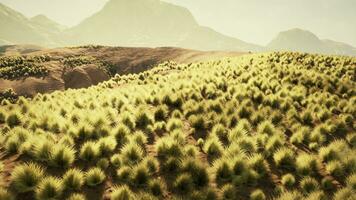 A vast grassy field with majestic mountains in the distance photo