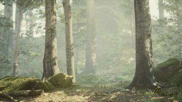 Panoramic view of the majestic evergreen forest in a morning fog photo