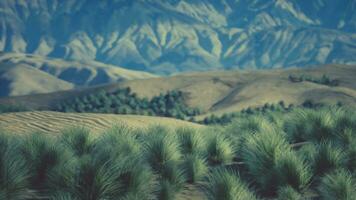 muy remoto spinifex césped cubierto Mancha en el genial victoria Desierto foto