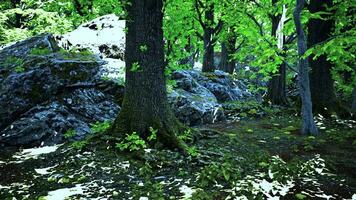 un denso bosque con imponente arboles y dispersado rocas foto