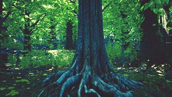 un majestuoso árbol con sus raíces expuesto en un mágico bosque foto