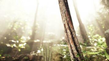 Sun is rising above lush jungle photo