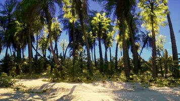 A tropical paradise beach with palm trees and clear blue skies photo