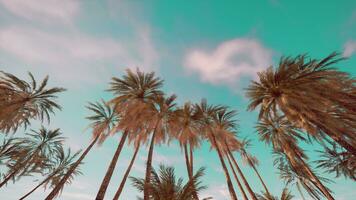 Palm trees vintage toned perspective view to the sky photo