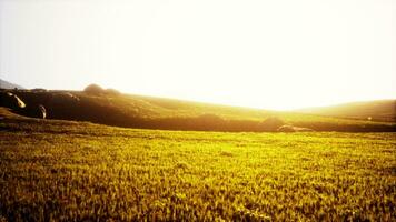 High mountain summer landscape and meadow with huge stones among the grass photo