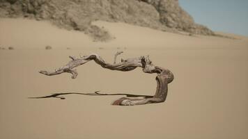 A tree branch in the sand with a mountain in the background photo