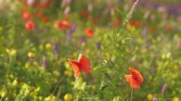 A vibrant field filled with colorful flowers photo