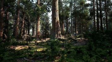 A dense forest with towering trees photo