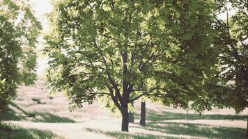 un sereno arboleda de arboles rodeado por lozano verde césped foto