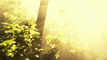 Sun shining into tropical forest photo