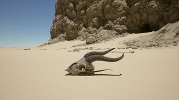 A bull skull laying in the sand in front of a mountain photo