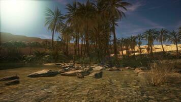 Palm Canyon Oasis in the Colorado Desert photo