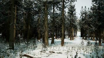 Beautiful Snowy White Forest In Winter Frosty Day photo