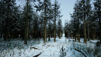 Beautiful Snowy White Forest In Winter Frosty Day photo