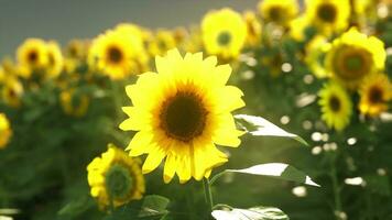 A vibrant sunflower standing tall among a field of golden blooms photo